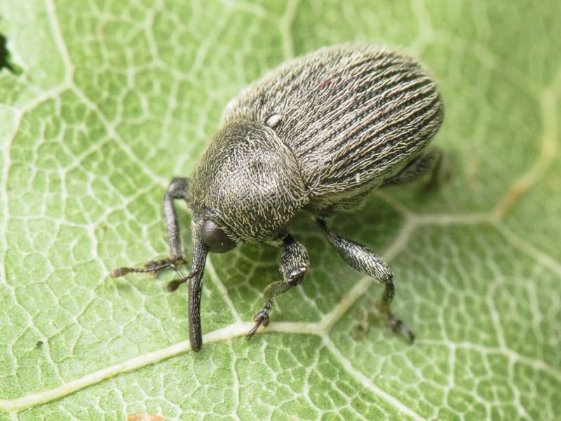 Miarus ajugae (Herbst, 1795)